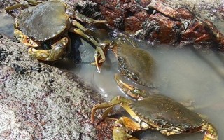 蟹塘放苗后水浑转塘的原因,可能塘口是新开的