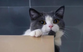 猫咪绝育后为什么会发胖，主要是因为更安于家室而进食过量和缺乏运动