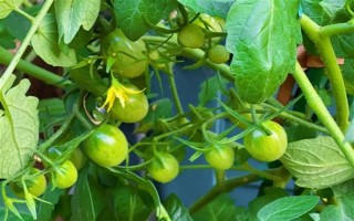 西红柿的产地，原产自南美洲