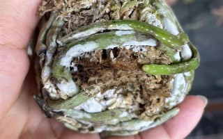 怎么防治蝴蝶兰灰霉病,使用透气、保肥的基质可降低发病几率