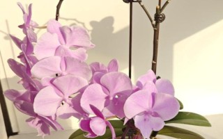 蝴蝶兰的养殖方法,栽种前要对盆土消毒