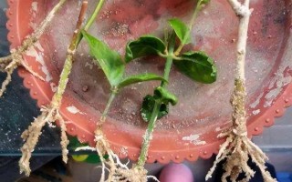 虎头茉莉怎么养殖，生长期间每隔半个月追施一次复合肥