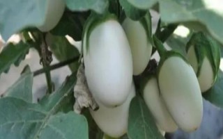 怎么种植蛋树，浸种晾晒后再播种