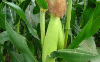 纵横618玉米种子特点，注意防治瘤黑粉及地下害虫