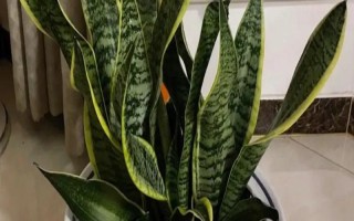 虎皮兰叶子软了怎么处理，需要将其从基部剪除