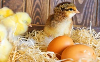 孵化小鸡的温湿度多少合适，不同时间段的温湿度不同