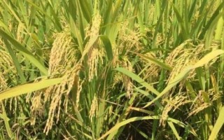 荃优绿丝苗水稻种简介,秧田亩播种量10千克