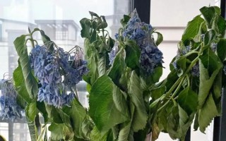 鲜花蔫了如何快速急救,将其放到通风透光的环境中养护