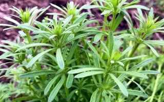 吡氟酰草胺能防除什么草,可防除多种阔叶杂草和禾本科草