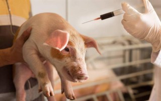 猪圆环病毒用什么药治疗，可选择氟苯尼考、丁胺卡那霉素等药物