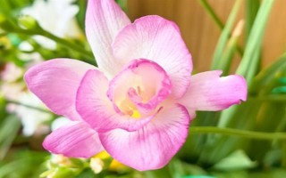 香雪兰的花语，寓意纯洁、幸福等