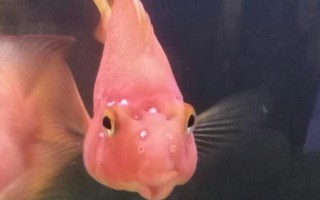 鹦鹉鱼烂头病怎么治疗，可以用甲硝唑或者红霉素治疗