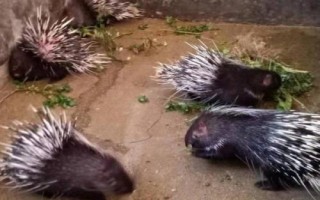 豪猪繁殖管理要注意什么，种猪要避免近亲交配