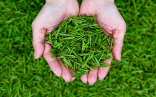 南京雨花茶属于哪种茶，是一种绿茶也是我国的名茶