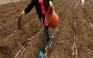 土壤如何选择肥料，酸碱度不同所需肥料也不一样