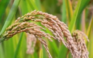 荆楚15A水稻种子介绍，4月中旬播种