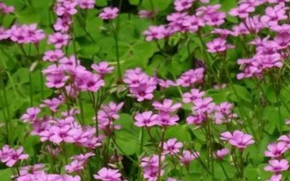 四季酢浆草的种类，主要有以下5种