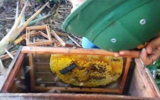 野生蜜蜂的捕捉方法,将蜂蜡涂抹在蜂箱中可起到引诱效果