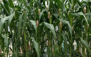 玉米的生长周期，与气候、品种都有一定联系