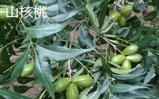 山核桃的产地,原产于欧洲东南部及亚洲西部