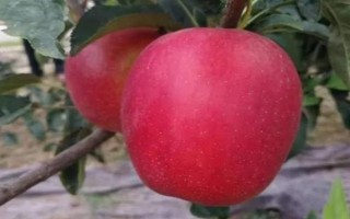 响富苹果品种简介，其优质果率高达90%以上