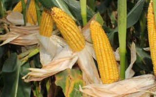 榆玉3号玉米种子特点，足墒播种