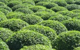 小叶女贞的养殖方法，每周为其浇一次水