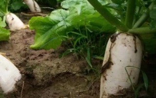 8月底适合种什么蔬菜，茼蒿、芥菜、菠菜等品种均可选择