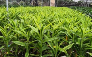 金边富贵竹简介，因叶片边缘金黄而得名