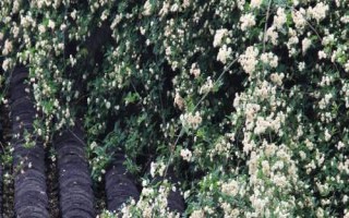 木香花苗的价格,与产地、苗龄、品种有关