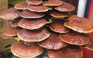 盆栽灵芝怎么浇水,根据生长阶段调整浇水