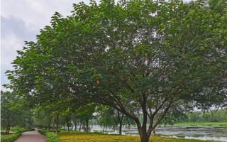 种植构树的补助,国家会给予1000元每亩