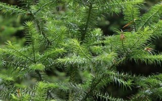 农村种植200亩杉木的成本，投资成本大概是18万元左右