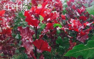 杨树有哪些常见品种,山杨、意杨、串杨等品种较常见