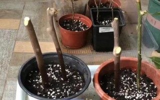 怎么扦插富贵子，在4月初扦插为佳