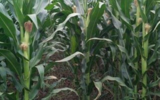 富民26玉米种子特点，春季一般于四月下旬适时播种