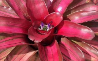 五彩凤梨怎么养殖，需通过浇水让土壤保持微湿状态