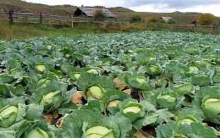 种植包菜的成本与利润，一亩地需投入2000元左右