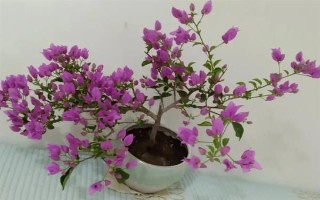 巴西紫三角梅是否勤花,花期持续时间长且开花量大