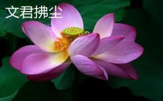 名贵荷花品种介绍,这十种一定要了解