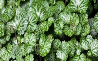 虎耳草在几月开花，每年4到11月开花