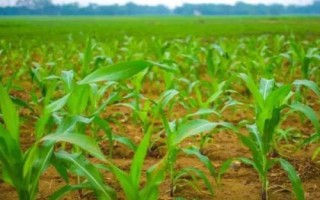 劲糯6号玉米种简介，亩植密度3300株左右