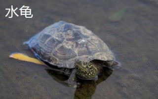 水龟和半水龟有什么区别，对水的依赖性不同