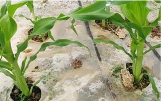 怎么用地膜种玉米，育苗移栽需要先栽苗再覆膜