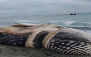 什么是鲸落，是指鲸鱼死亡后落入深渊或洋盆中