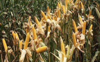 新合916玉米种子简介，种植密度不宜过大