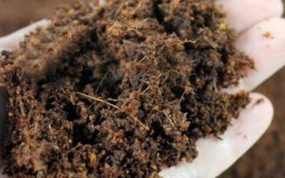 北京地区什么时候种大蒜,9月下旬至10月中旬种植为佳