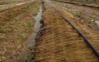 蚯蚓没有销路如何解决，卖给渔具店是不错的选择