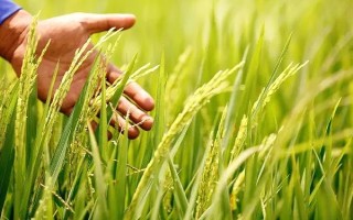 甬优6760水稻品种简介，5月上中旬播种