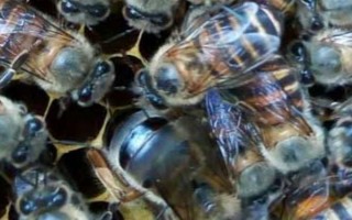 工蜂杀死蜂王的原因,可能是蜂王出现衰老、病残等情况